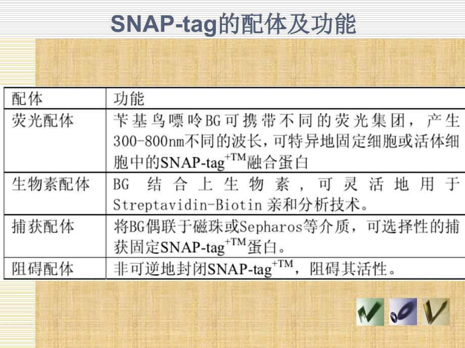 精编制作SNAP-tag蛋白标记技术PPT课件_第4页