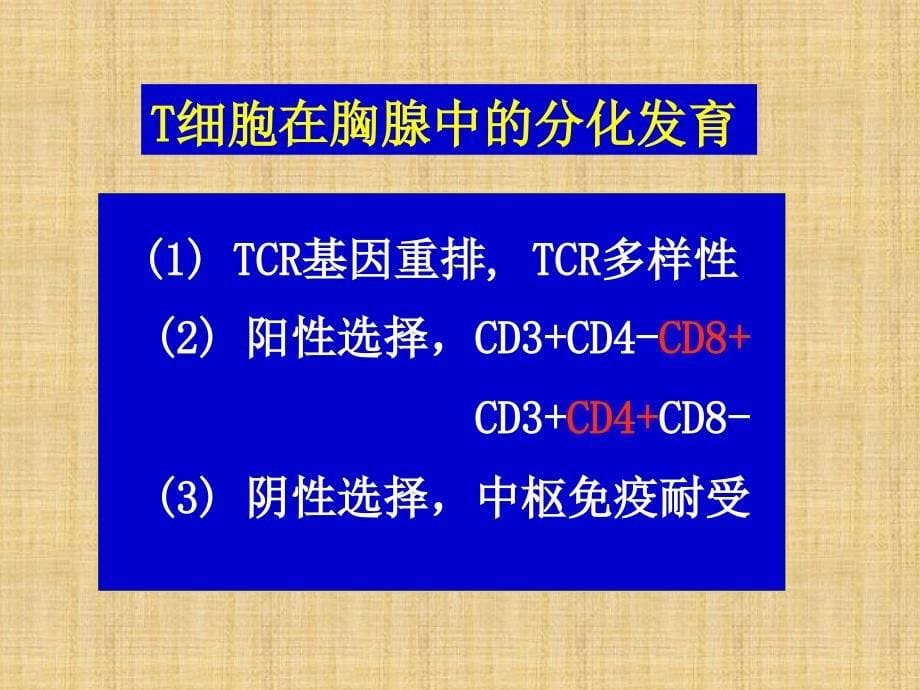 精编制作T细胞分类与功能PPT课件_第5页