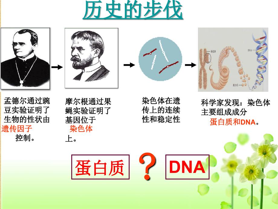 精编制作DNA是主要的遗传物质完整课件_第2页