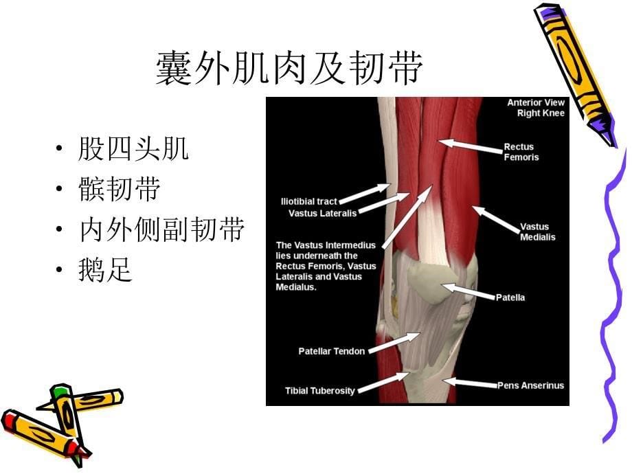 《膝关节应用解剖》PPT课件.ppt_第5页