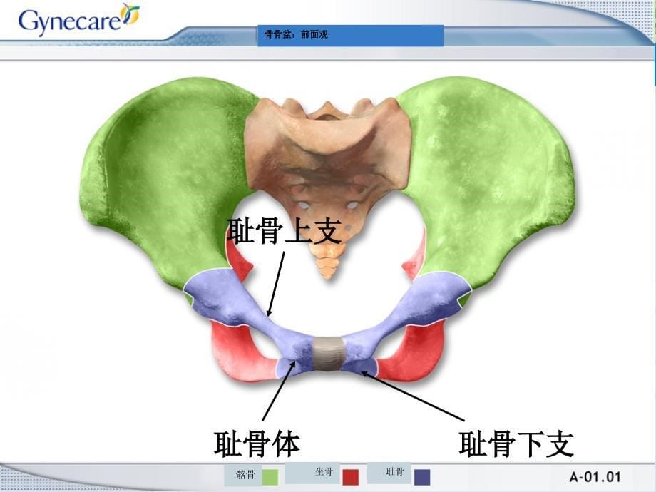 《女性盆腔解剖》PPT课件.ppt_第5页