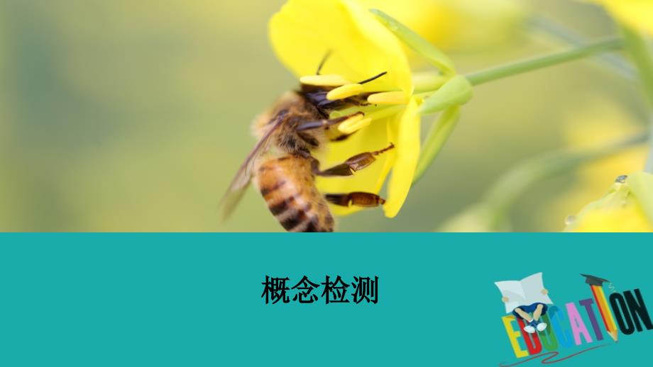 2020新教材生物人教版必修二习题课件：第1章 第2节 第2课时 孟德尔遗传规律的应用和利用分离定律_第2页