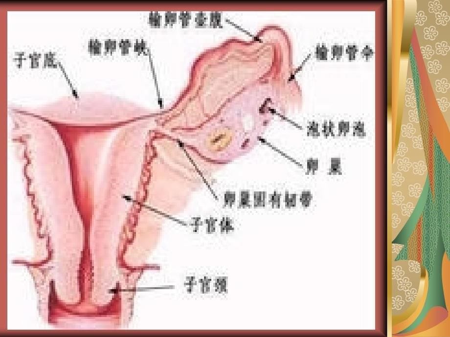 《女性解剖图》PPT课件.ppt_第5页