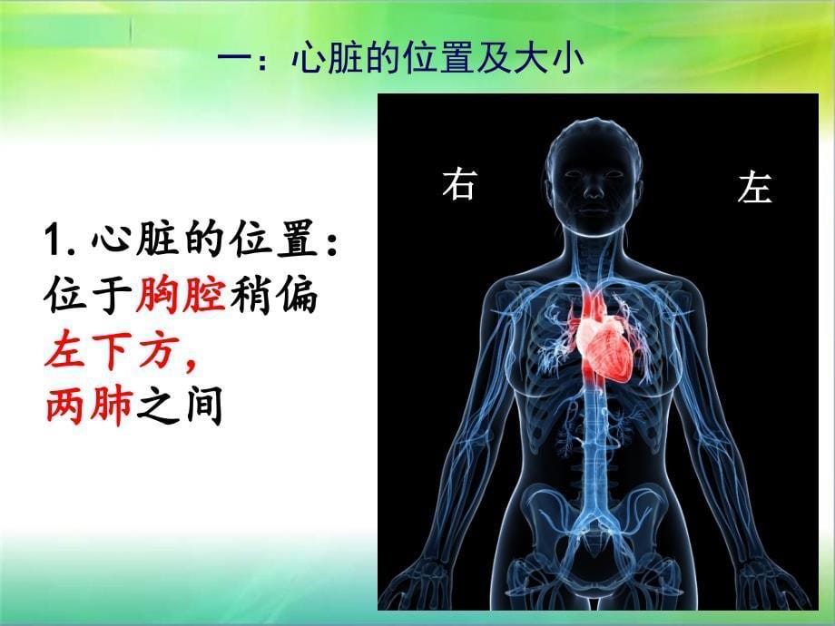 《初中生物心脏》PPT课件.ppt_第5页