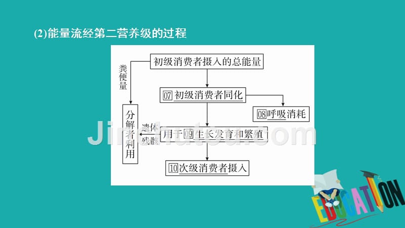 2020生物同步导学人教必修三课件：第5章　生态系统及其稳定性 第2节_第5页