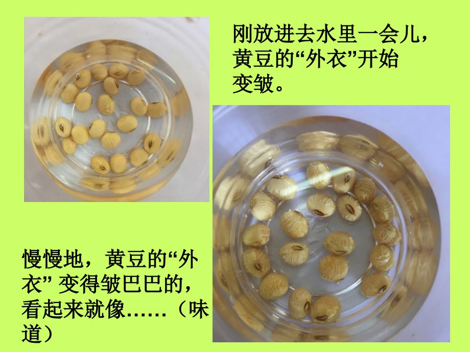 《发豆芽观察日记》PPT课件.ppt_第3页