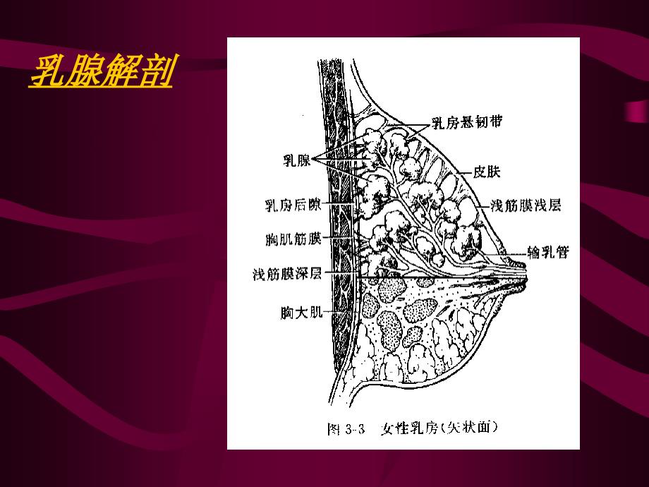 《乳腺影像学诊断》PPT课件.ppt_第3页