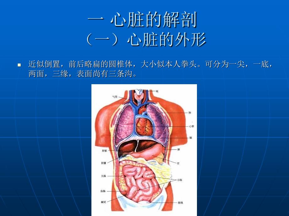 《心脏解剖及血供》PPT课件.ppt_第3页