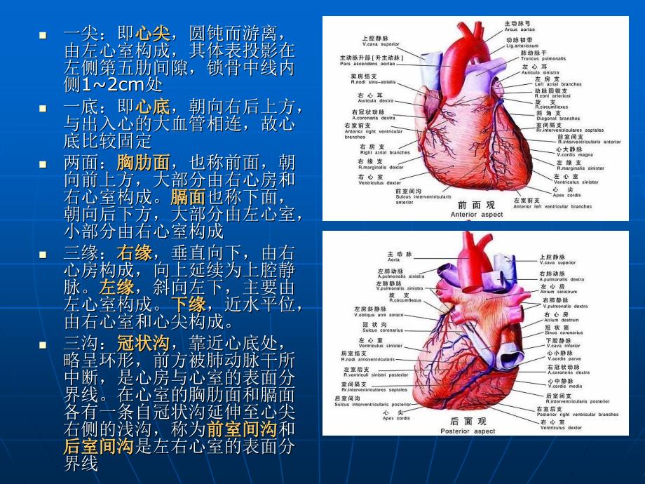 《心脏解剖及血供》PPT课件.ppt_第4页
