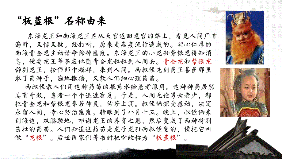 《板蓝根介绍》PPT课件.ppt_第4页