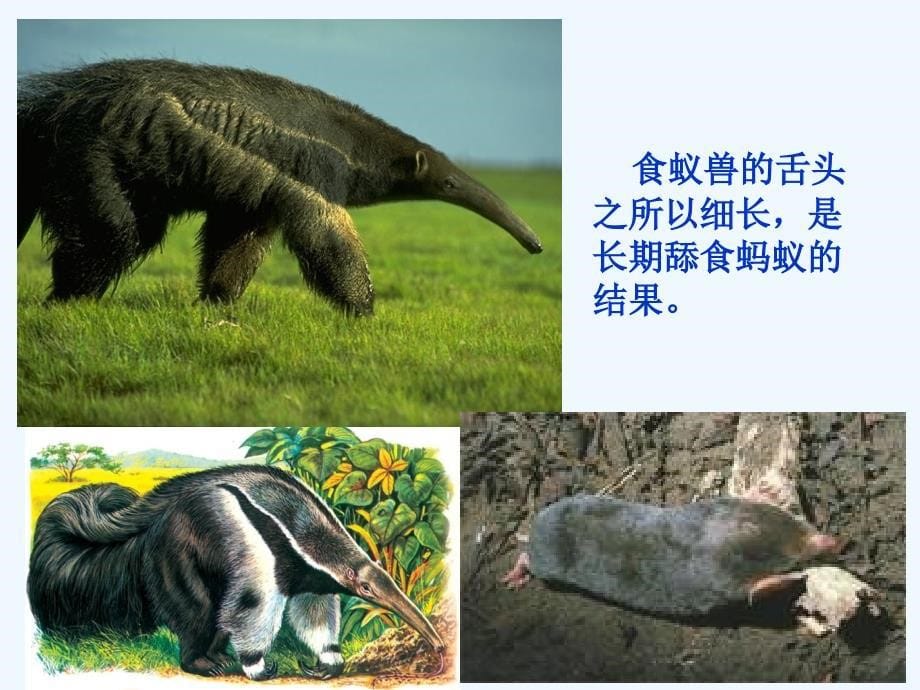 高中生物同步课件：7.1 现代生物进化理论的由来（6）（人教版必修2）_第5页