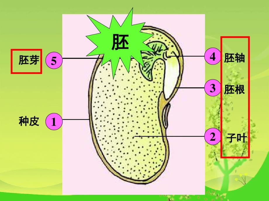 鄂教版小学四年级下册科学第2课种子发芽_第4页