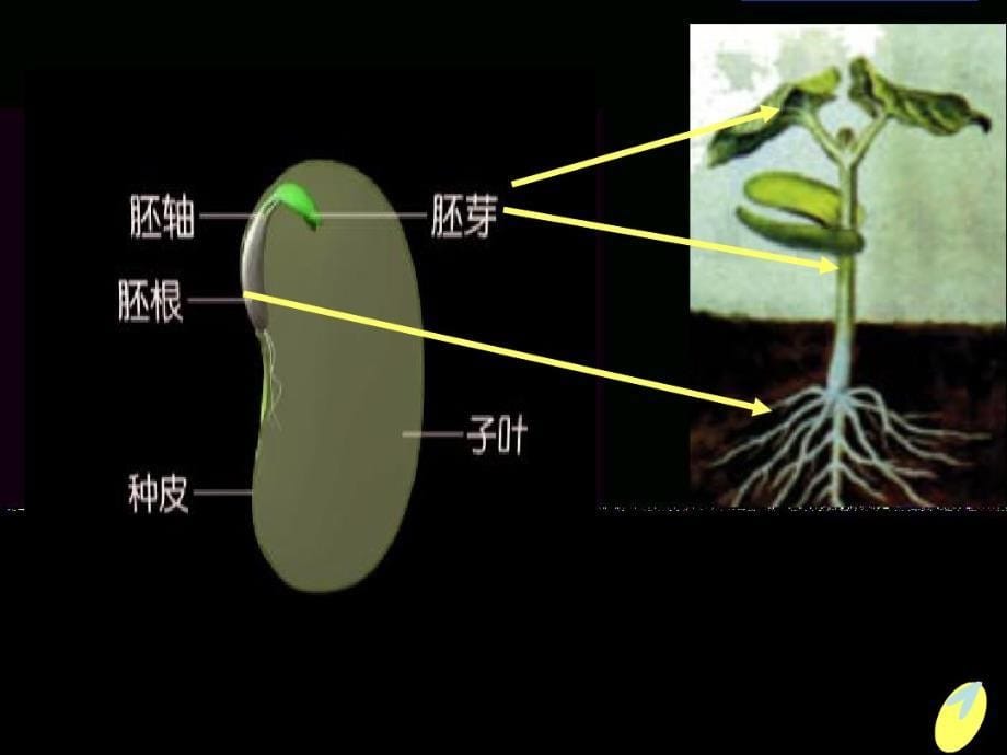 鄂教版小学四年级下册科学第2课种子发芽_第5页