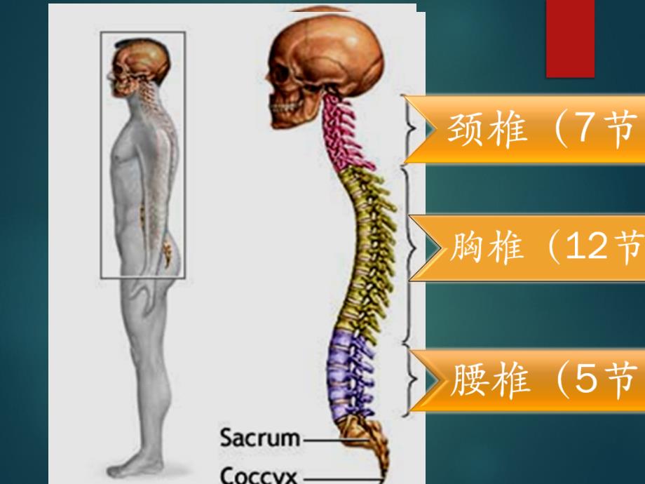 《腰椎体格检查》PPT课件.ppt_第2页