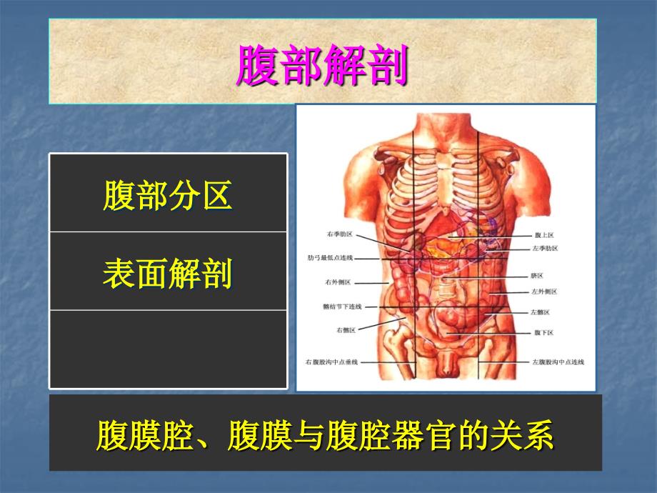 《腹部的局部解剖》PPT课件.ppt_第1页