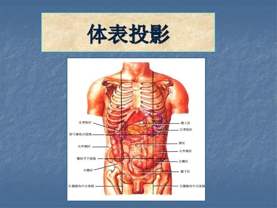 《腹部的局部解剖》PPT课件.ppt_第5页