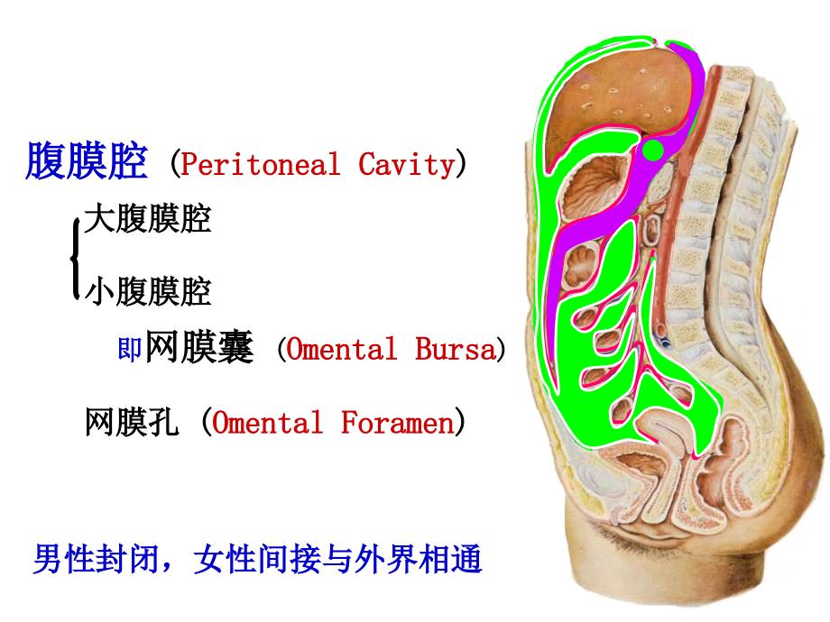 《腹膜系统解剖学》PPT课件.ppt_第4页