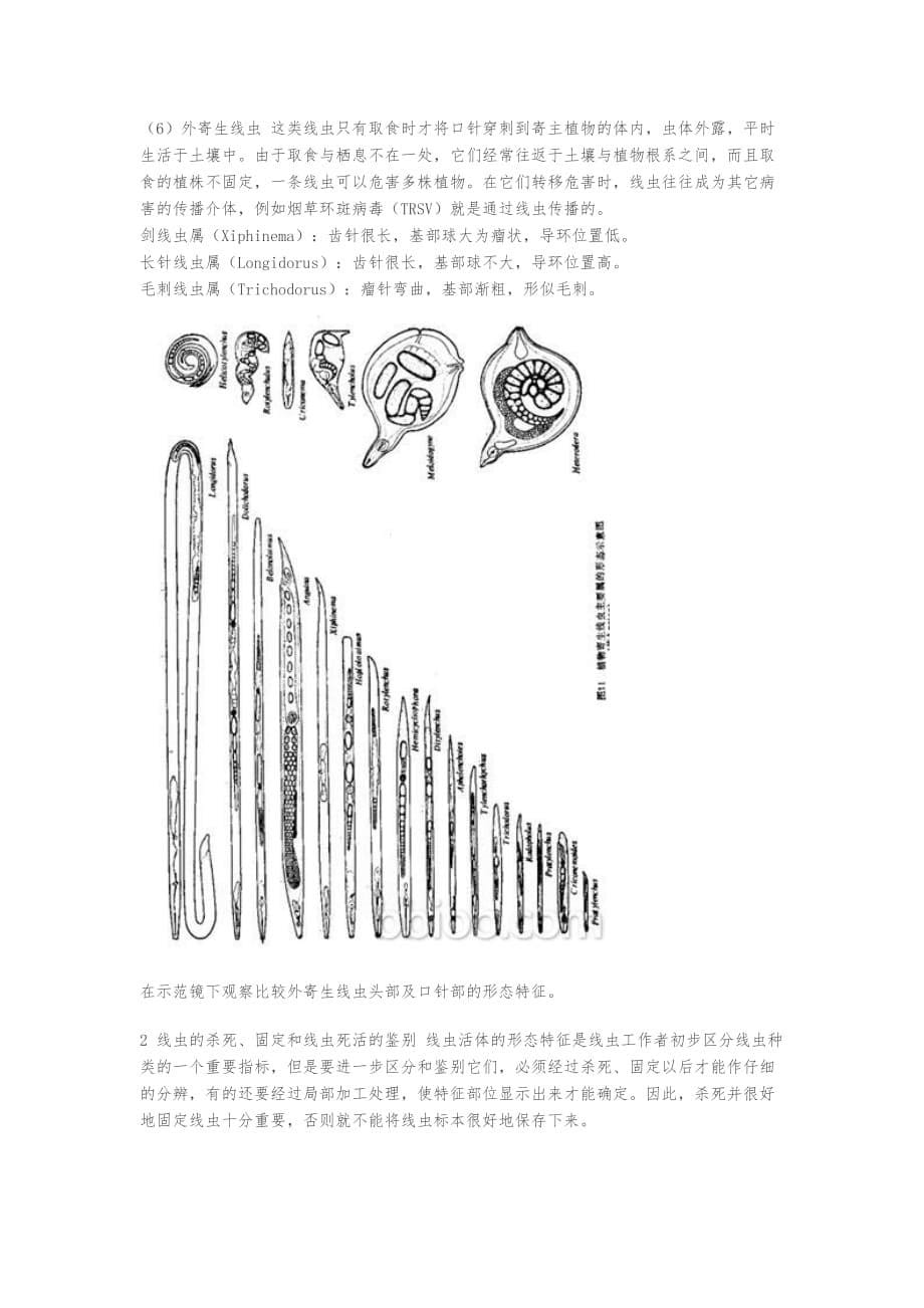 植物病原线虫的分离方法与形态观察实验_第5页