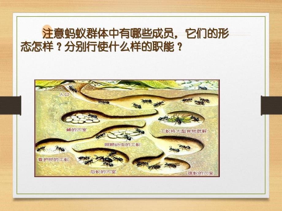 《动物的社会行为》PPT课件.ppt_第5页