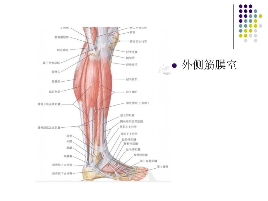 《筋膜间室综合征》PPT课件.ppt_第5页