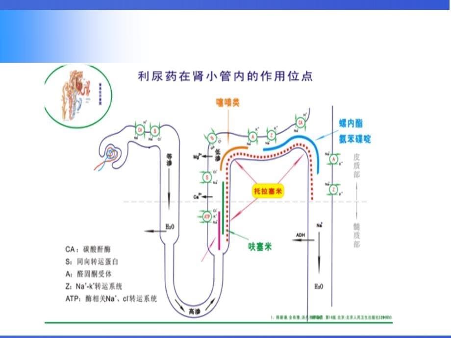 《利尿剂临床应用》PPT课件.ppt_第5页