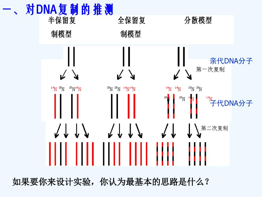 高中生物同步课件：3.3 DNA的复制（4）（人教版必修2）_第3页