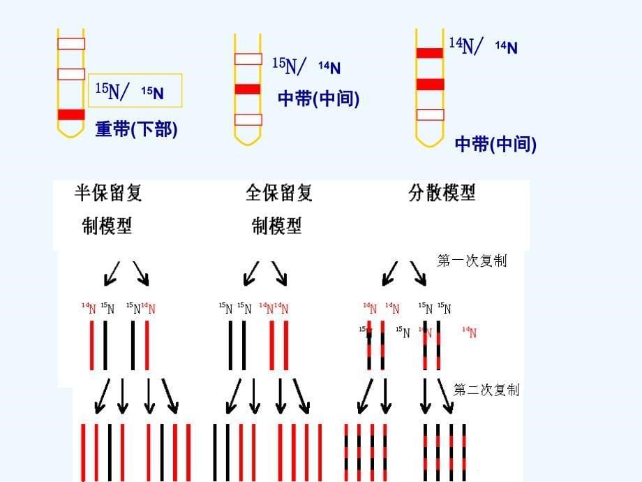 高中生物同步课件：3.3 DNA的复制（4）（人教版必修2）_第5页