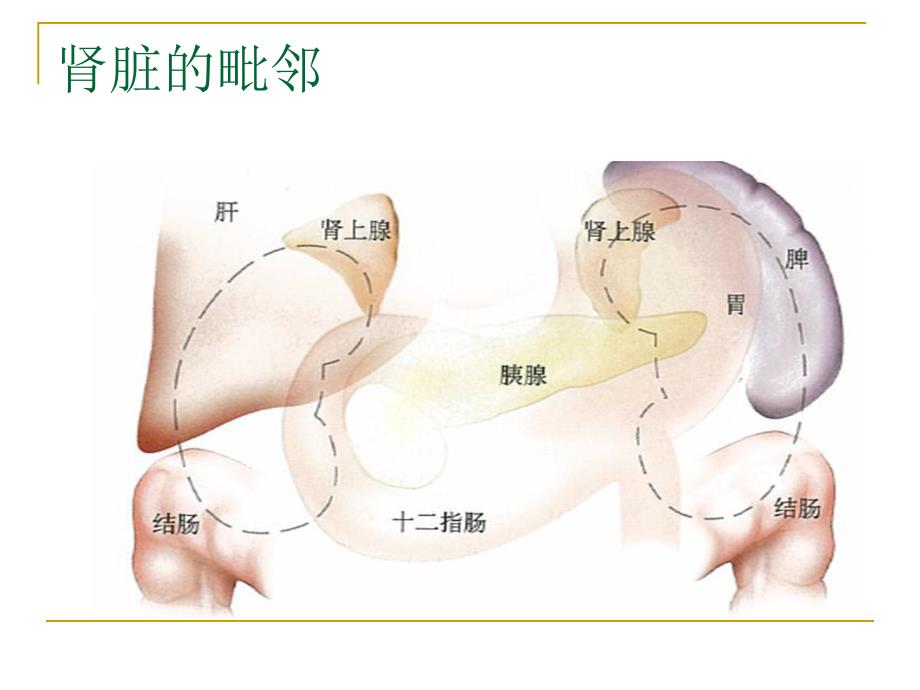 《经皮肾镜技术》PPT课件.ppt_第3页