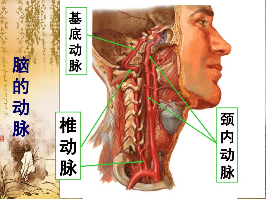 《脑动脉系解剖》PPT课件.ppt_第3页