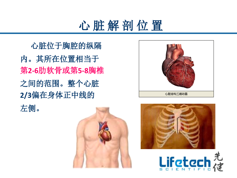 《心脏基础解剖》PPT课件.ppt_第3页