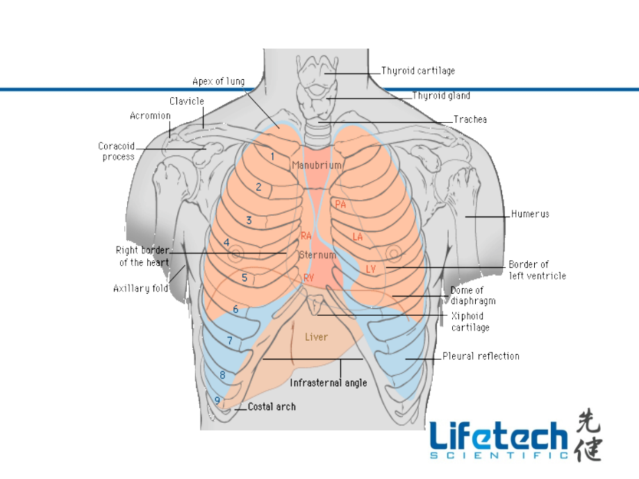《心脏基础解剖》PPT课件.ppt_第4页