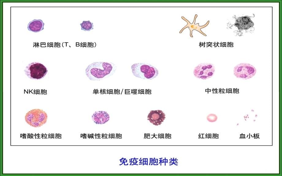 精编制作免疫细胞分离与免疫细胞功能检测及应用PPT课件_第5页