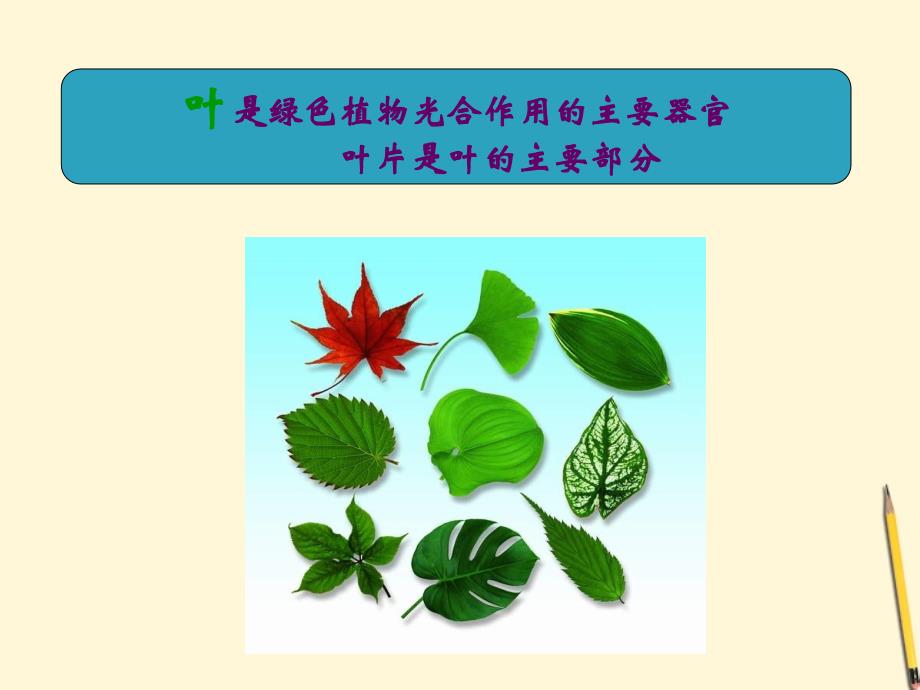七年级生物上册《植物光合作用的场所》课件苏教版.ppt_第4页