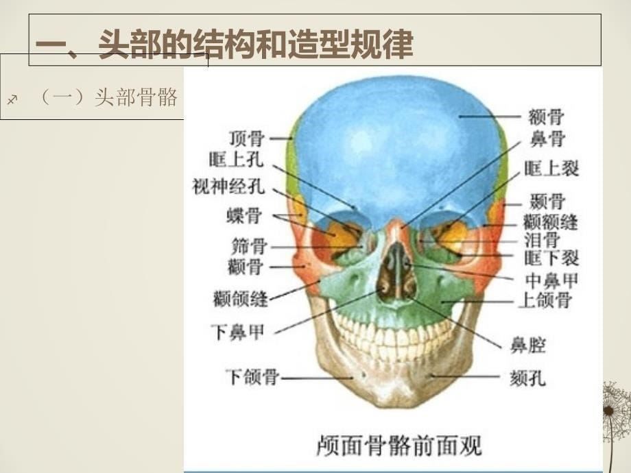 《人物头像写生》PPT课件.ppt_第5页