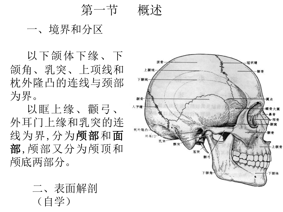 《局部解剖学头部》PPT课件.ppt_第2页
