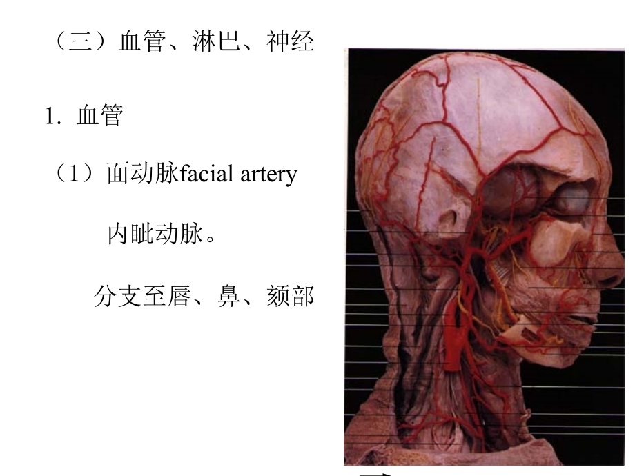 《局部解剖学头部》PPT课件.ppt_第4页