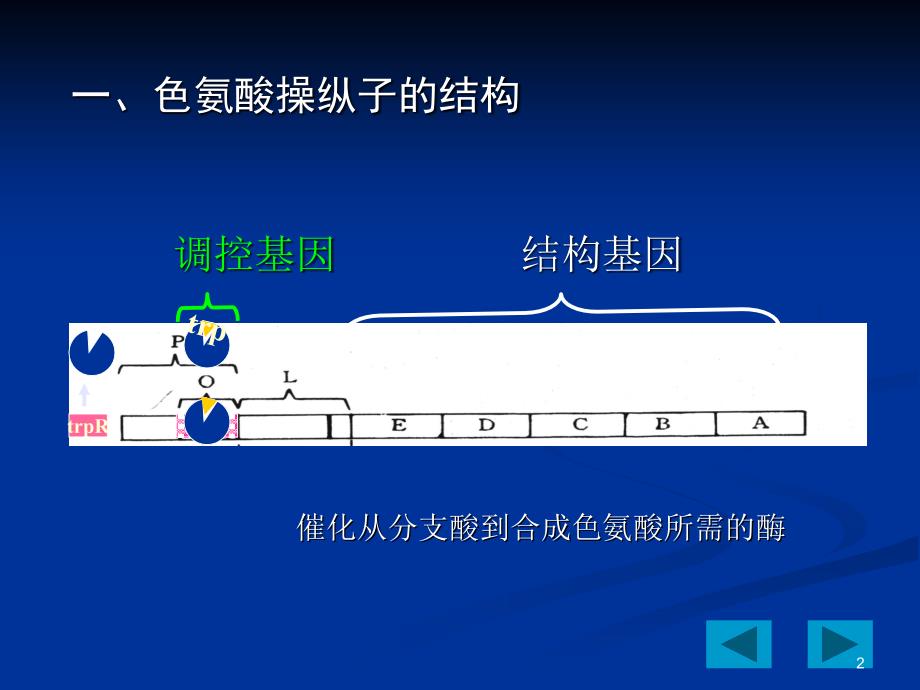 《色氨酸操纵子》PPT课件.ppt_第2页