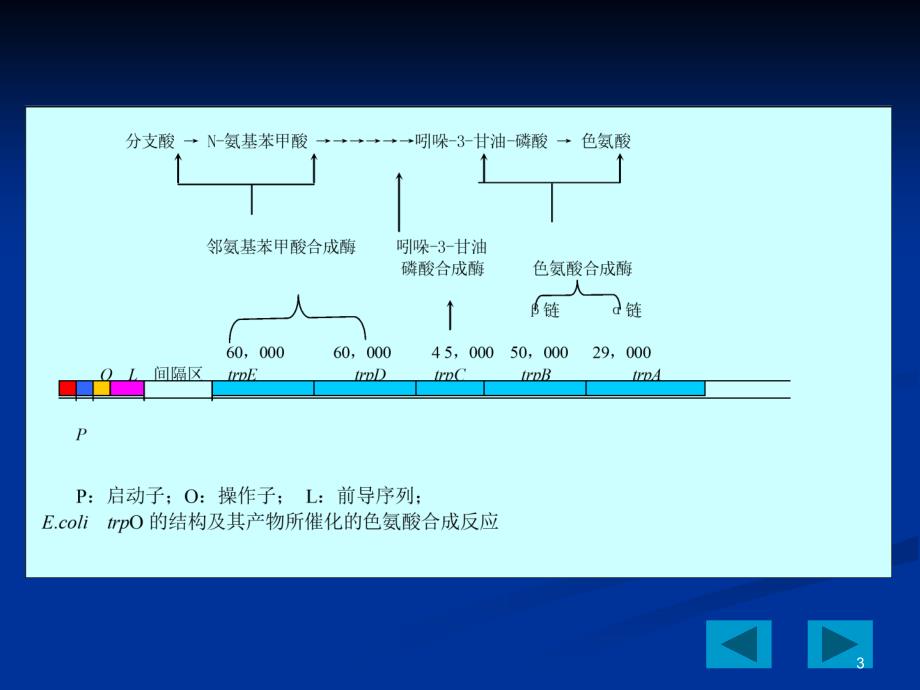 《色氨酸操纵子》PPT课件.ppt_第3页