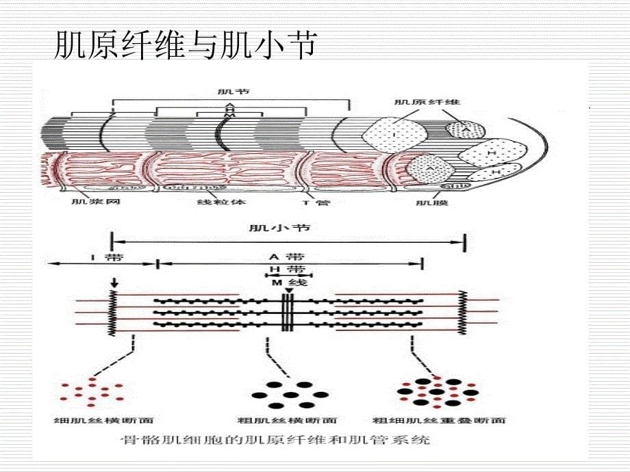 《骨骼肌细胞生理》PPT课件.ppt_第5页