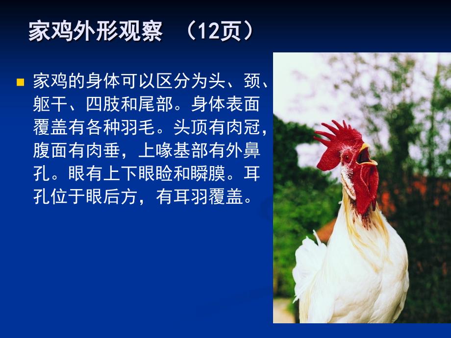 《实验五鸡的解剖》PPT课件.ppt_第4页