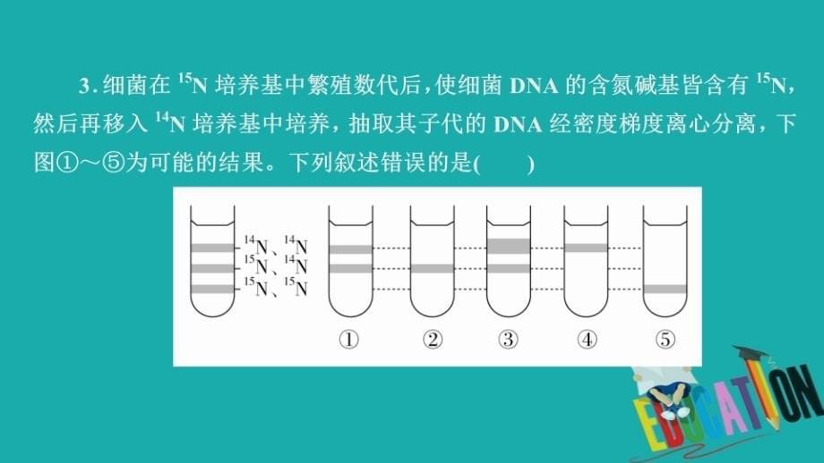 2020春生物人教版必修2习题课件：第3章 第3节 DNA的复制_第5页