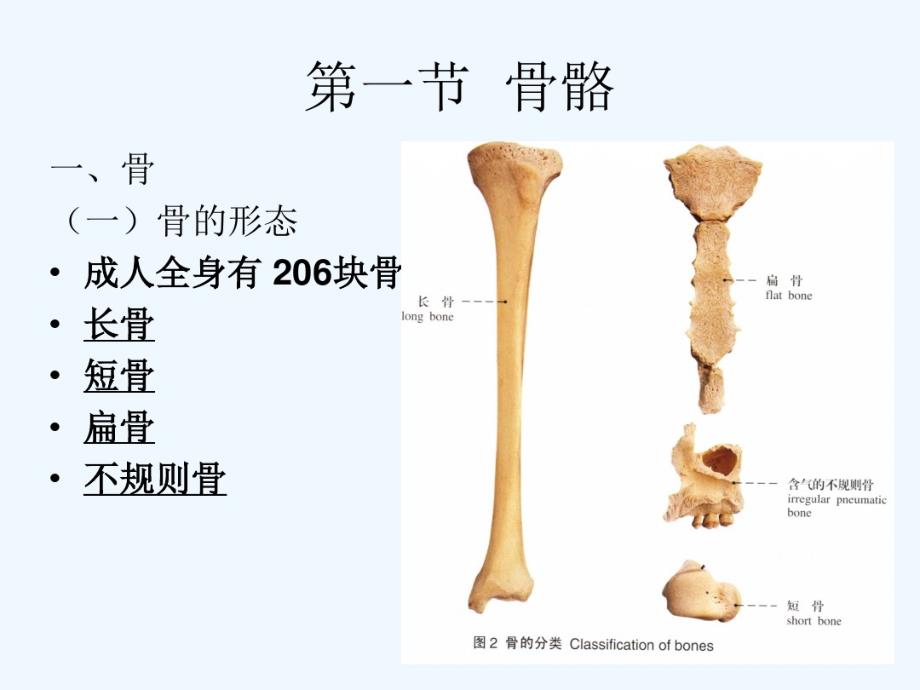 人体解剖学-运动系统课件.pdf_第2页