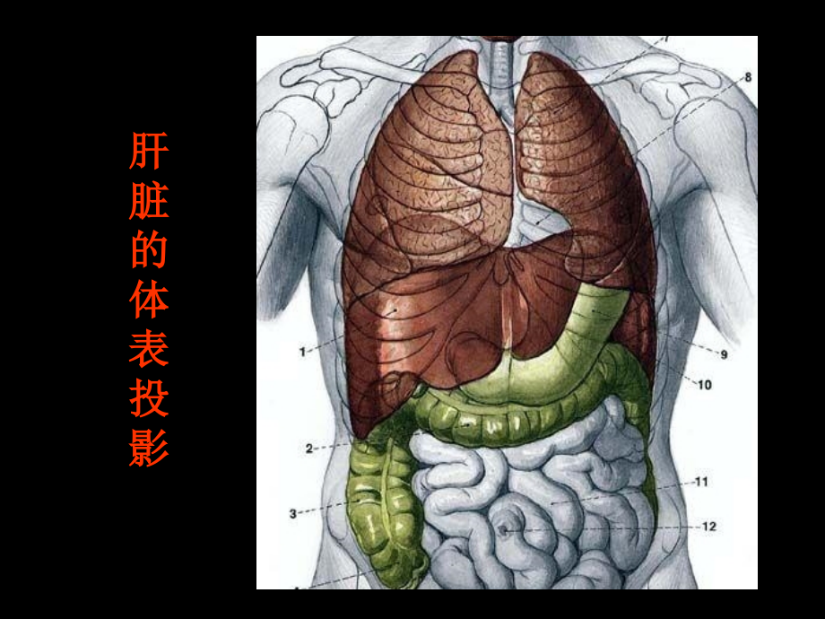 《肝脏超声诊断》PPT课件.ppt_第4页