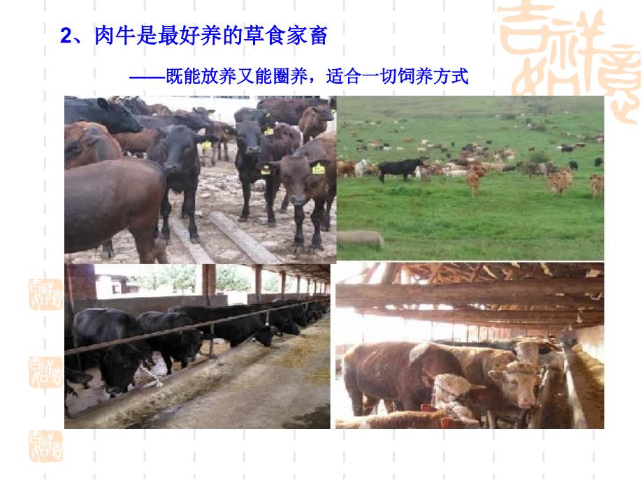 《肉牛标准化养殖》PPT课件.ppt_第4页