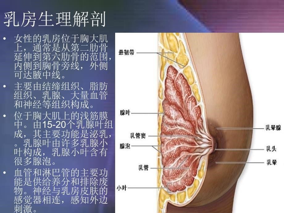 《乳腺癌科普知识》PPT课件.ppt_第5页