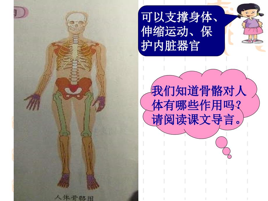 《骨骼关节肌肉》PPT课件.ppt_第3页