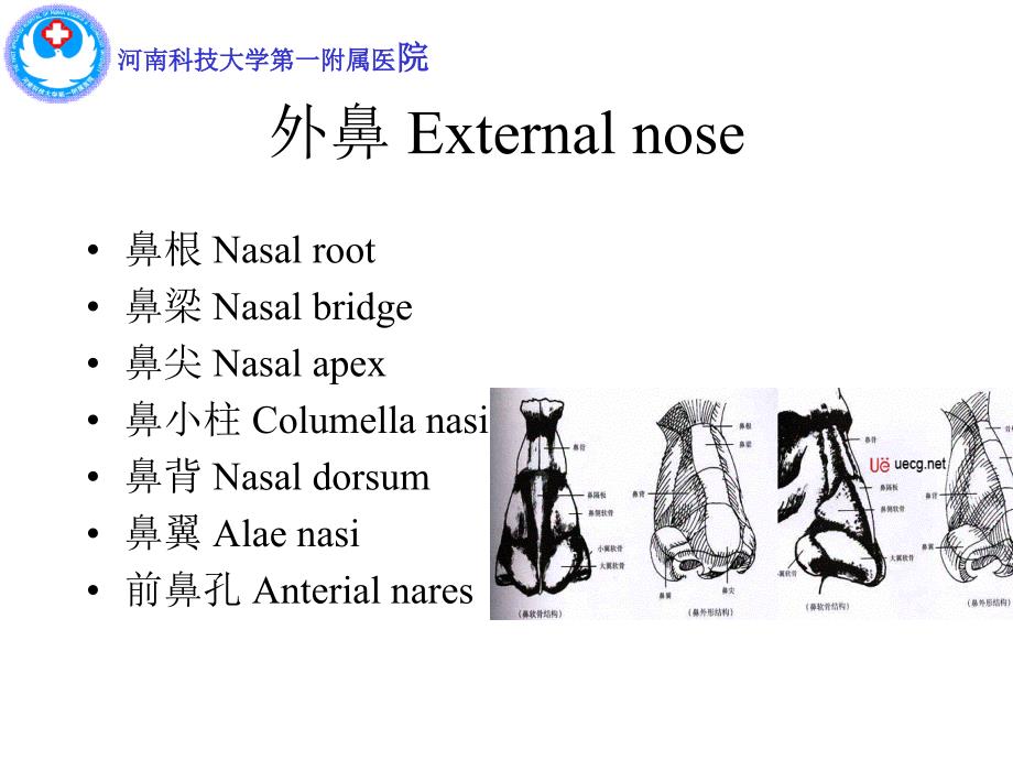 《鼻及鼻窦解剖》PPT课件.ppt_第3页