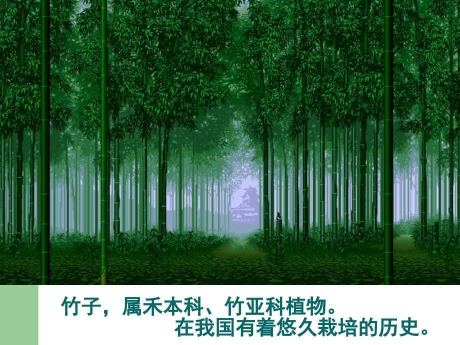 《竹子的栽植方式》PPT课件.ppt_第5页