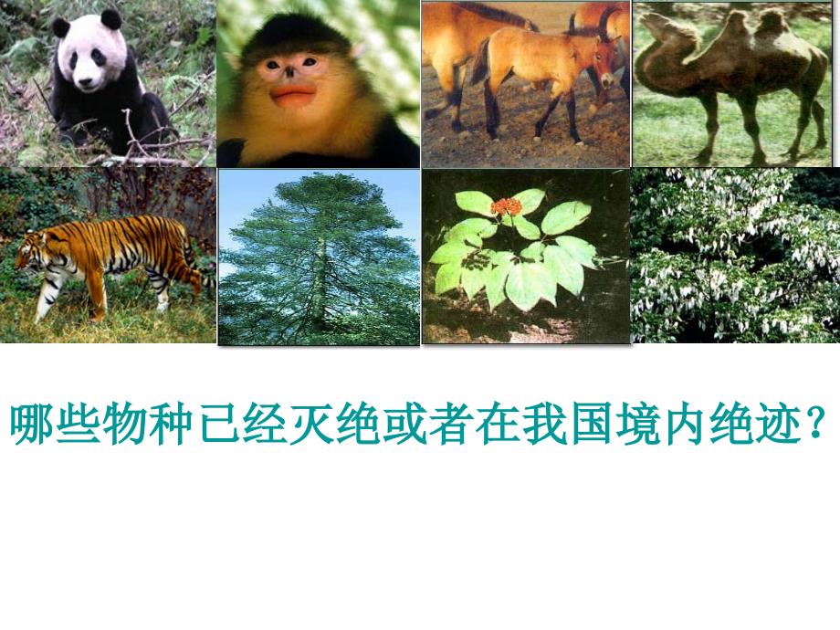 《生物多样性减少》PPT课件.ppt_第4页