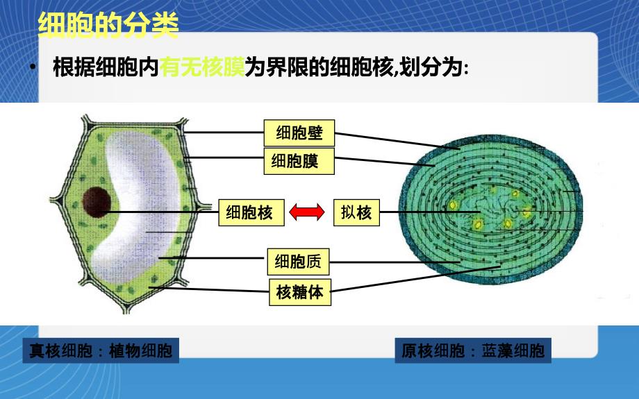 原核生物与真核生物比较.ppt_第3页